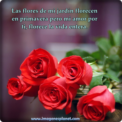 imagenes de rosas con frases romanticas