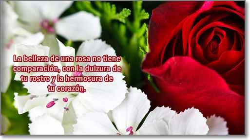 imagenes-de-rosas-con-frases-de-amor-3