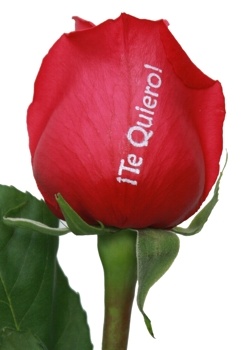 ▷ Imágenes de rosas con frases te quiero