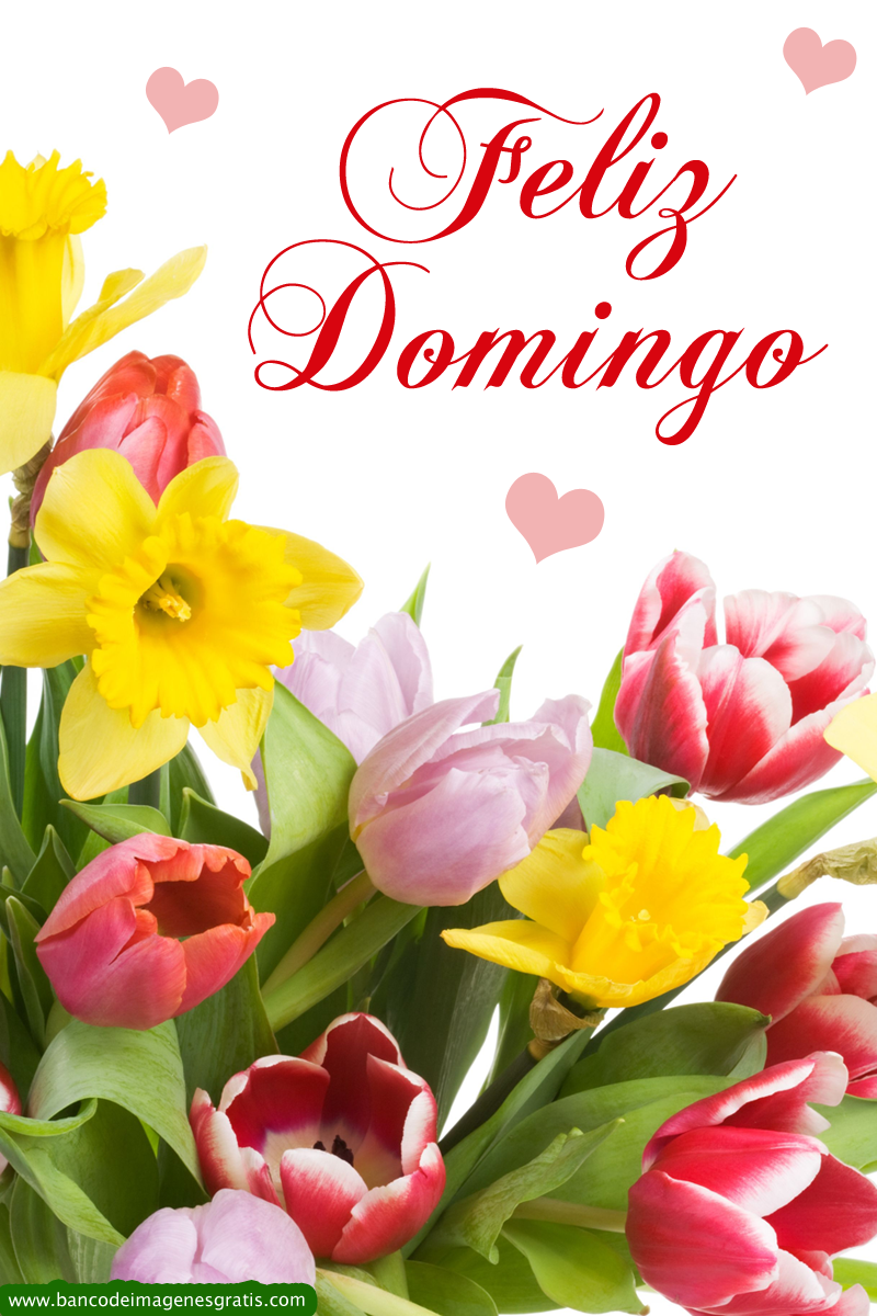feliz-domingo-mensaje-flores-tulipanes