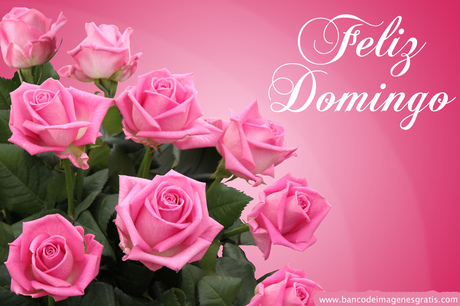 feliz-domingo-rosas-rosas-mensaje