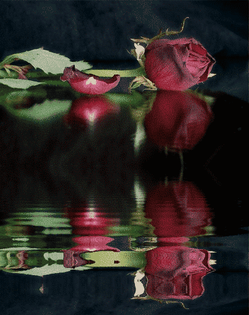 zoomgraf, gif animados flores (13)