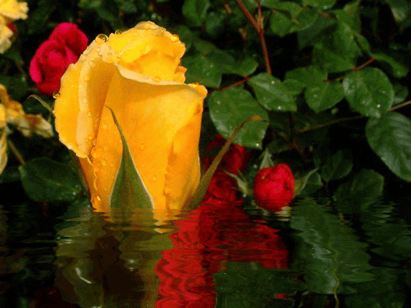 imagenes-de-rosas-en-el-agua