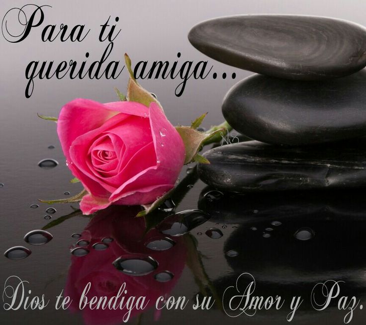 ▷ Imágenes de rosas hermosas para mis amigas