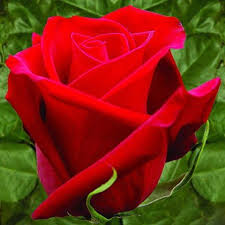 rosas para cumpleaños 3