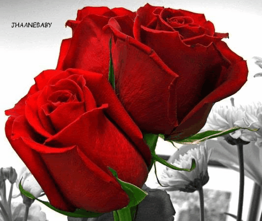 rosas para cumpleaños 4