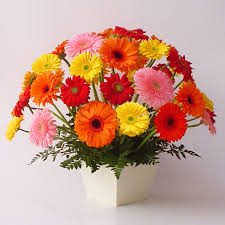 rosas para felizcumpleaños