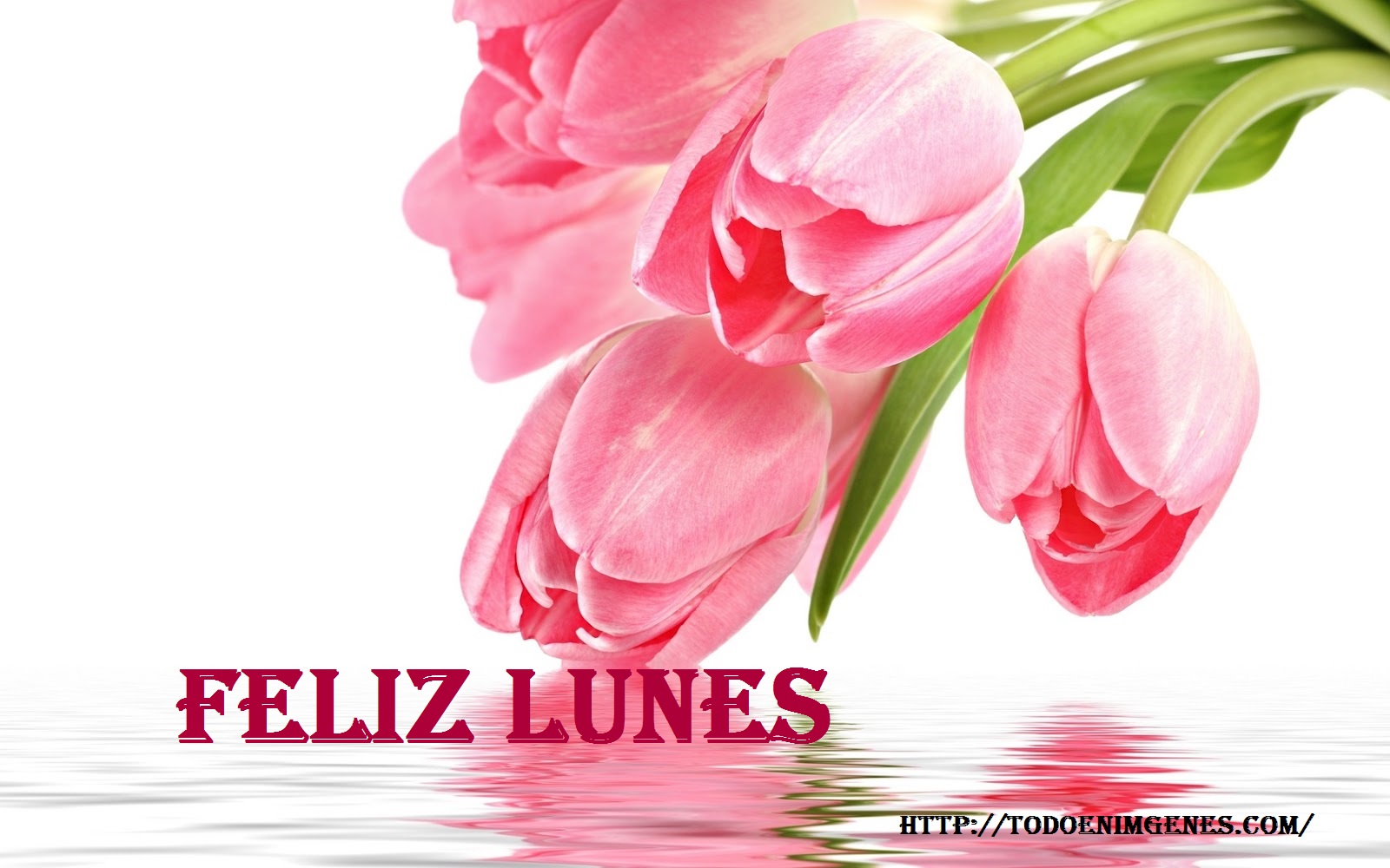 Flowers-pink_tulip_Tulipanes-Rosados