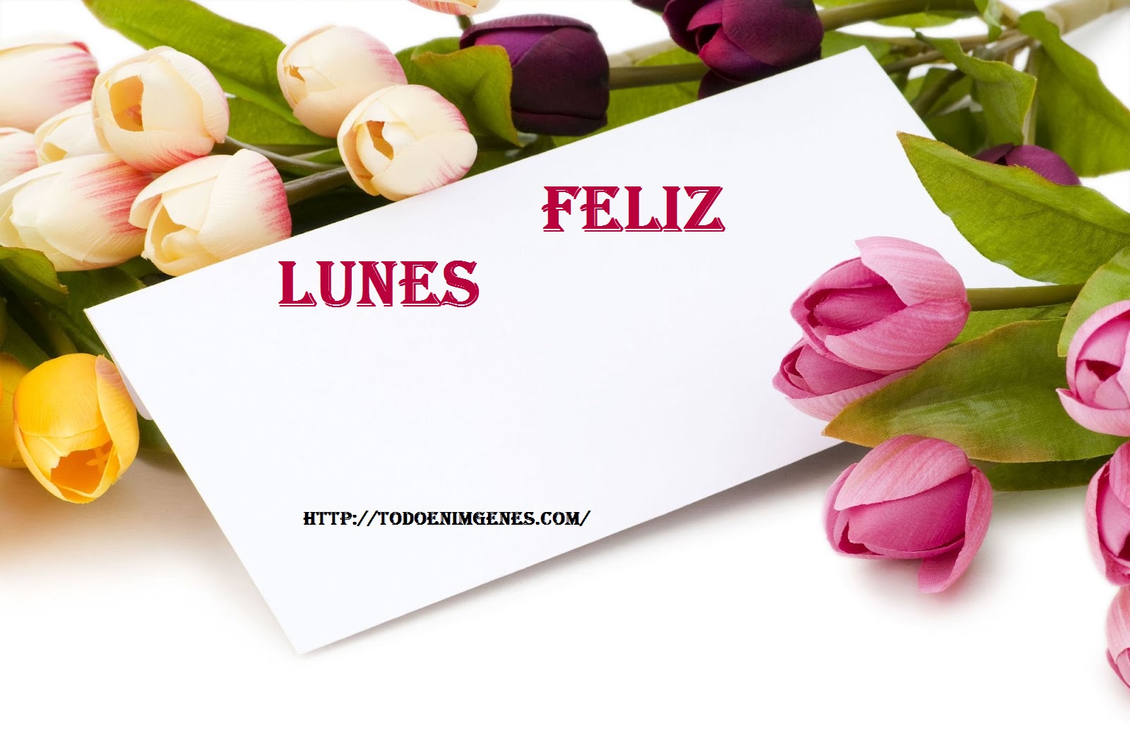 foto-de-tulipanes-con-espacio-para-escribir-tu-mensaje-personalizado