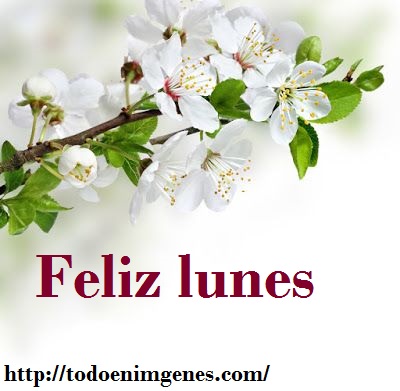 ▷ Imágenes de rosas para decir feliz lunes