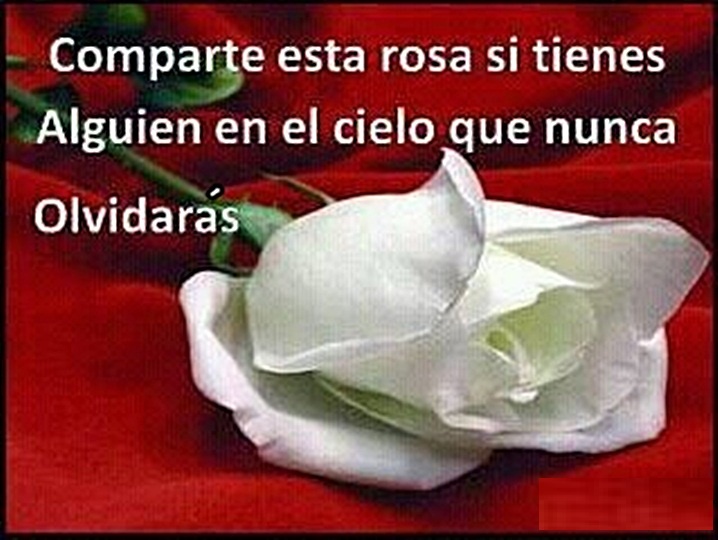 ▷ Imágenes de Rosas para mi madre en el cielo