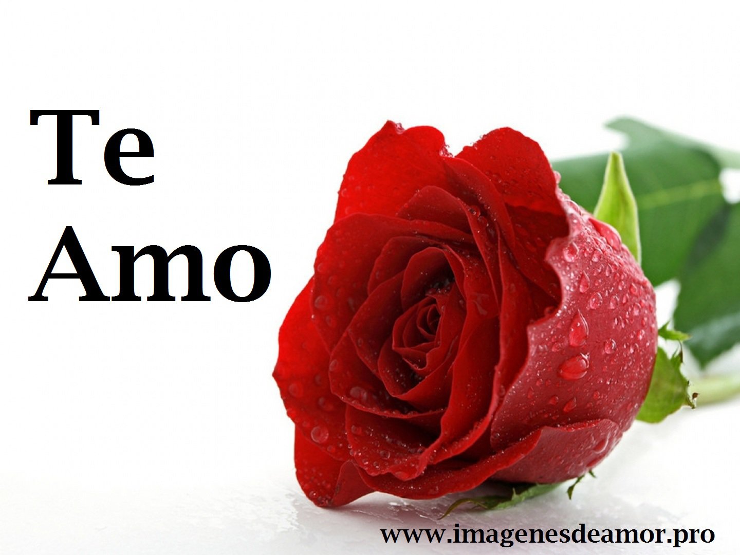 ▷ Imágenes de rosas que digan te quiero