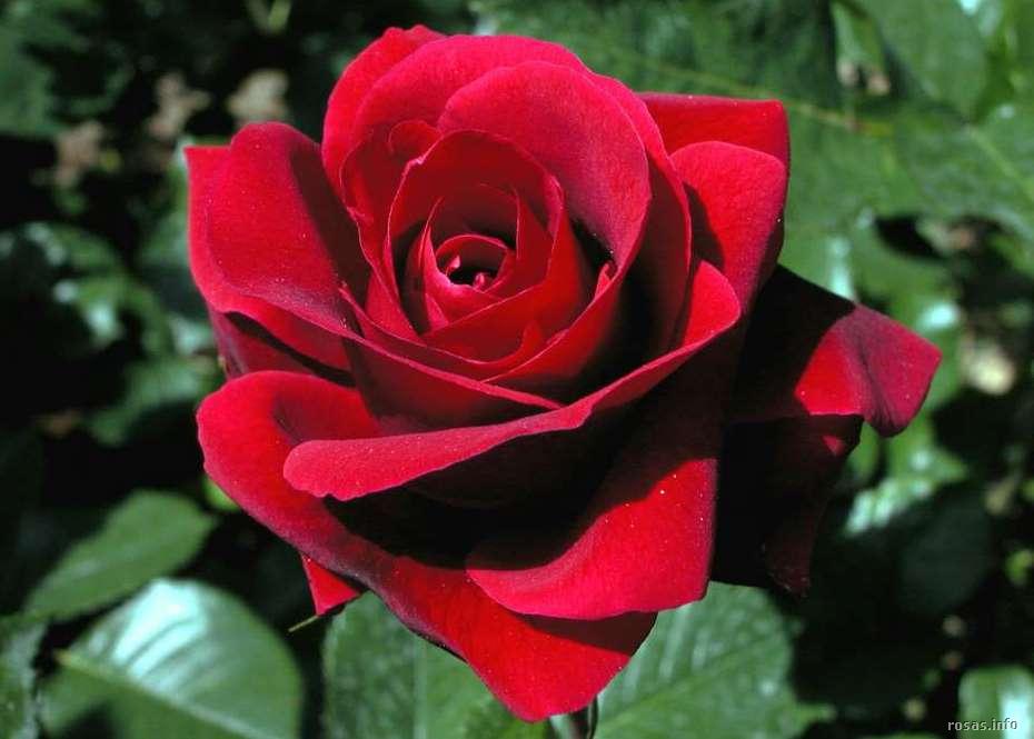 ▷ Imágenes de rosas rojas