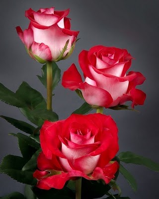 Fotos-de-rosas-rojas-9