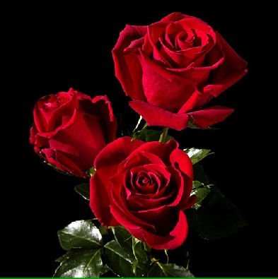 Roses_Farm_Ecuador_Long_stem_Red_roses