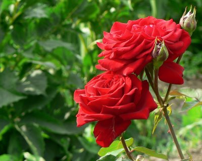 ▷ Imágenes de rosas rojas