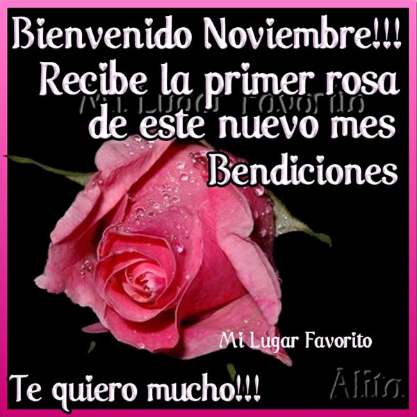 ▷ Imagenes de te regalo la primera rosa del mes de noviembre