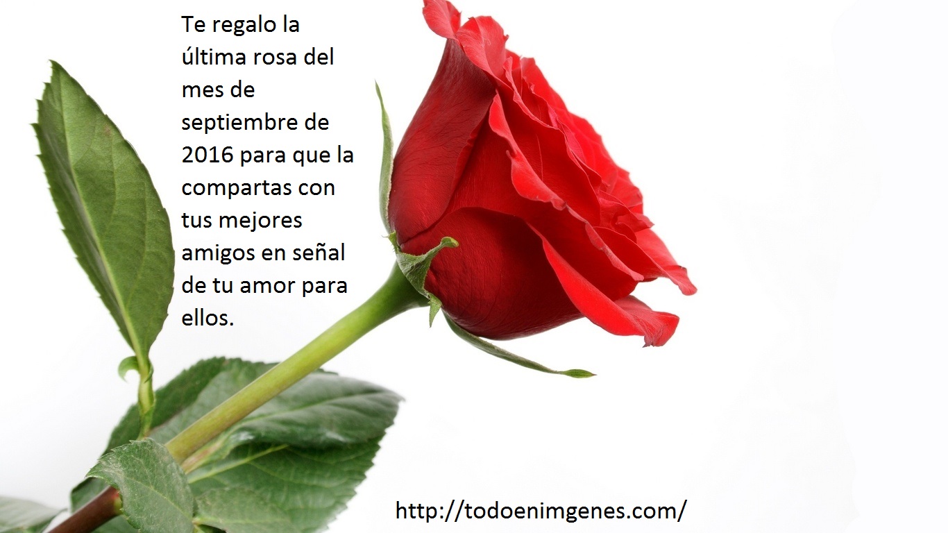 ▷ Imagenes de te regalo la última rosa del mes de septiembre