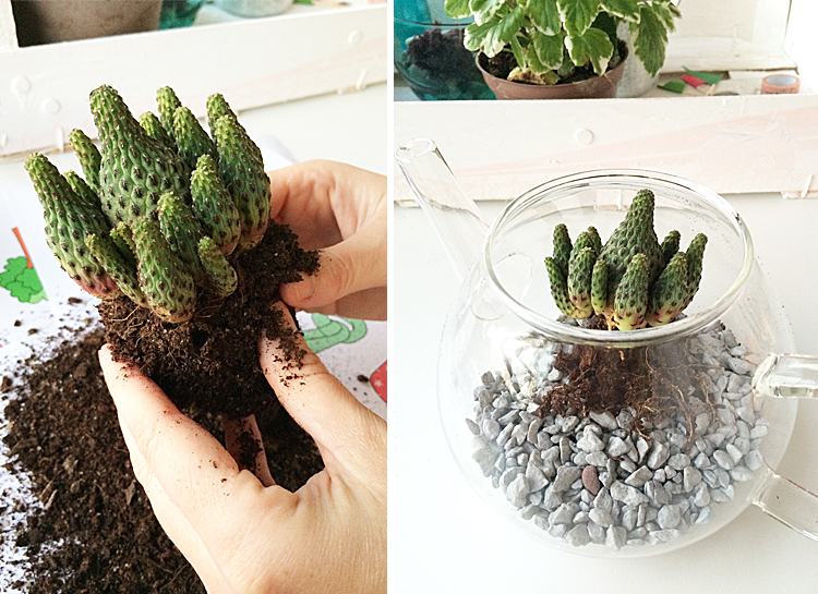 Imágenes de terrarios de cristal para interiores