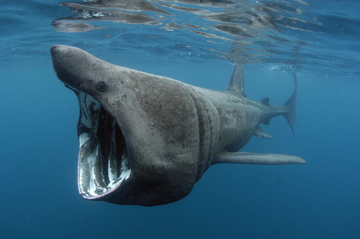 Basking shark