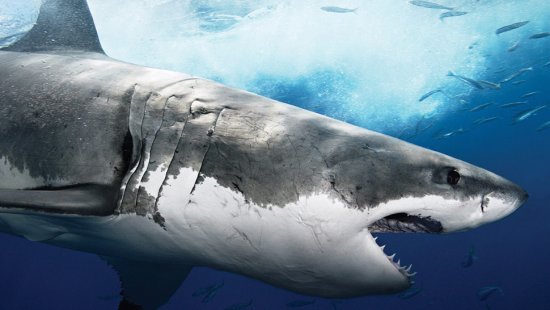 ▷ Imágenes de tiburones