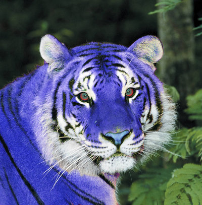 ▷ Imágenes de tigres azules