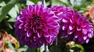 Imágenes de tipos de ramos de rosas para novia lindos