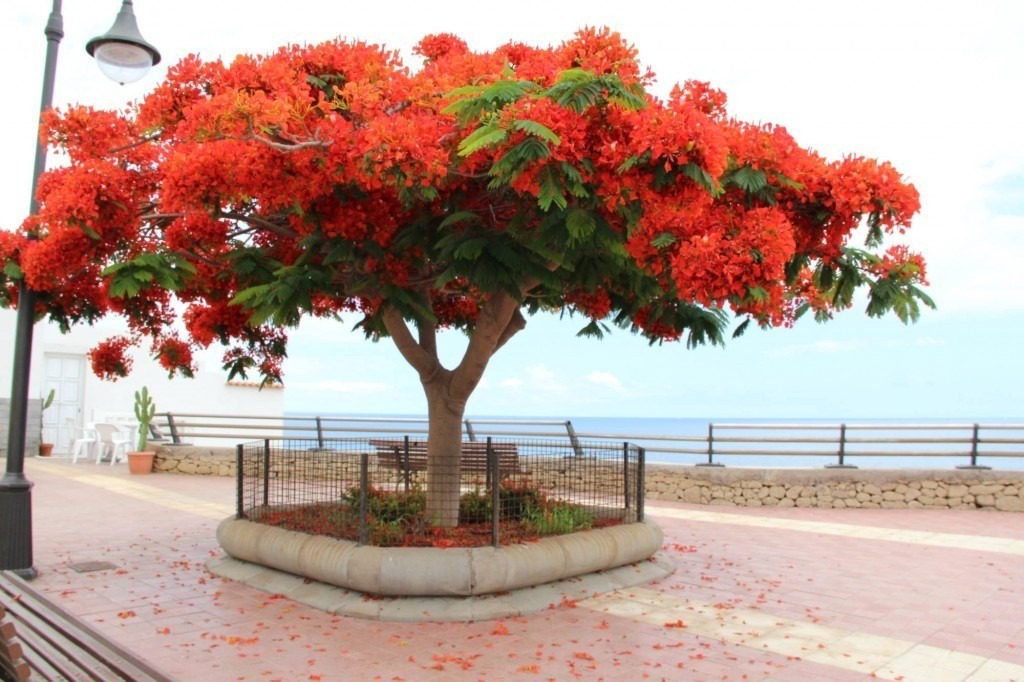 imagenes-del-arbol-de-fuego