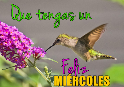 colibrí-feliz-miercoles-mensaje-para-compartir-en-facebook-3