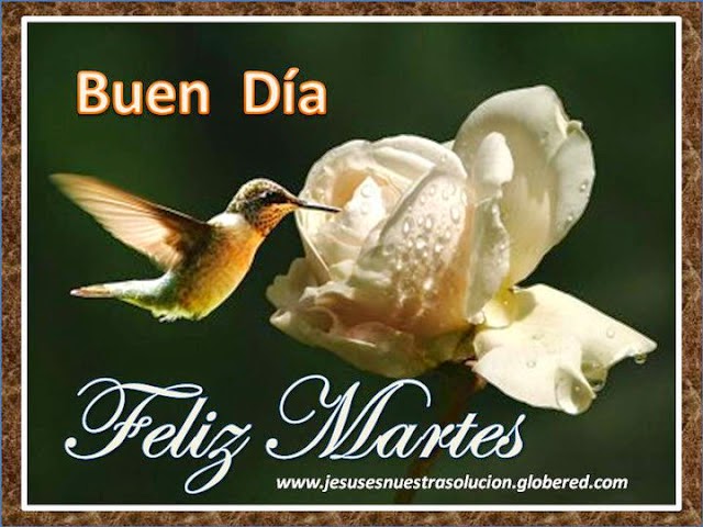 feliz-martes-colibri
