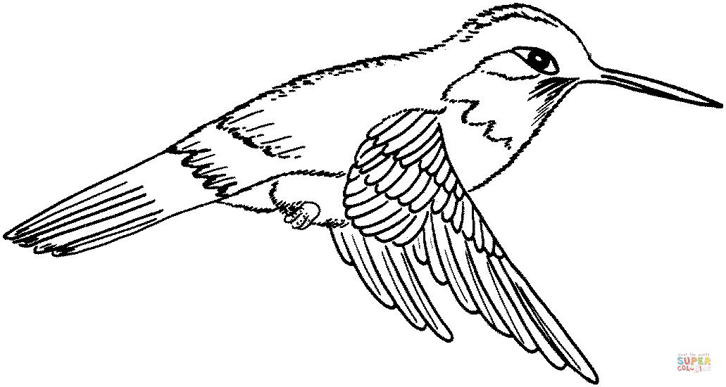 hummingbird-2-coloring-page