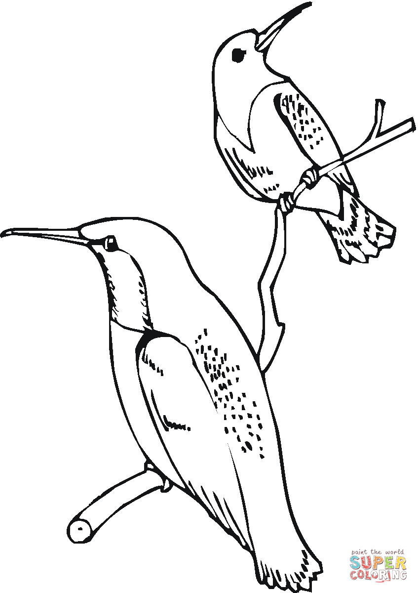 hummingbird-19-coloring-page