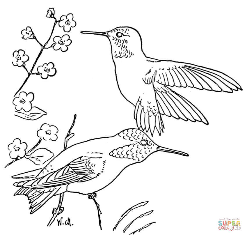rufous-hummingbird-coloring-page