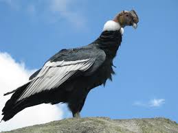 Condor majestuoso