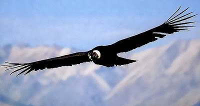 Imágenes del cóndor de los andes para descargar