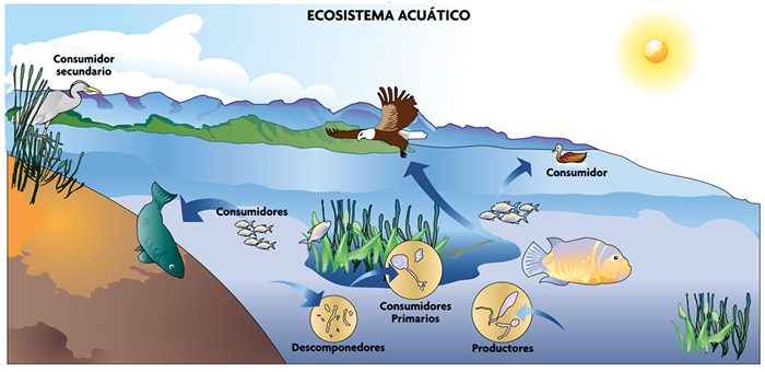 ecosistema acuantico 3