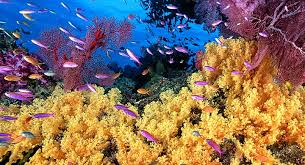 ecosistema acuático 2