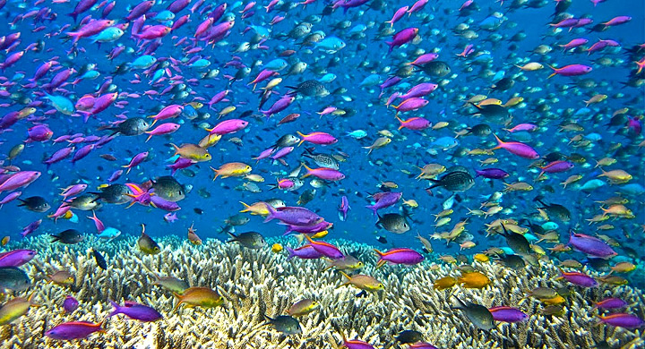 Ecosistema-acuatico-4