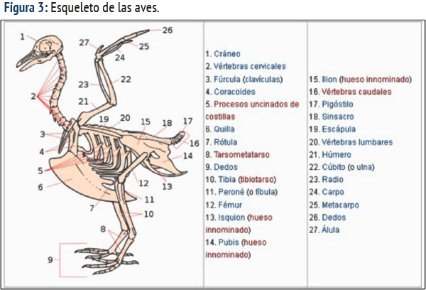 Imágenes del esqueleto de una gallina con los nombres de cada hueso para tarea