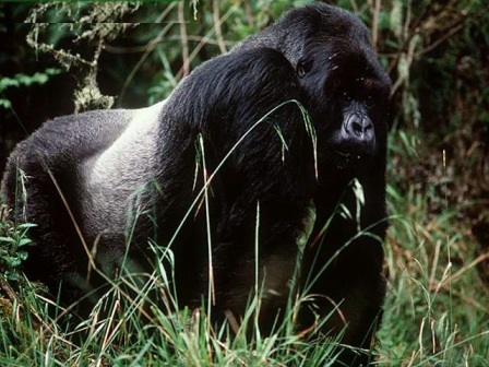 ▷ Imágenes del gorila más grande del mundo