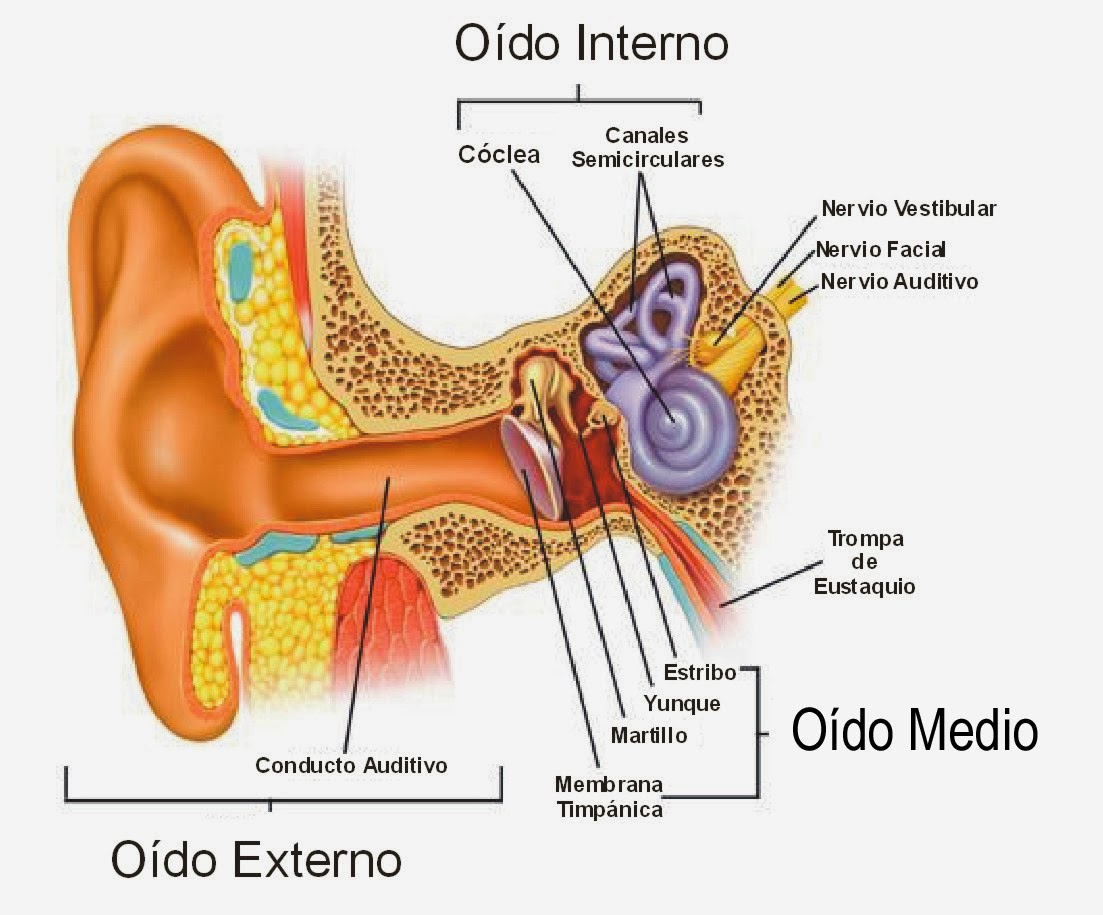 oído interno