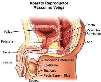 ▷ Imágenes del sistema reproductor masculino