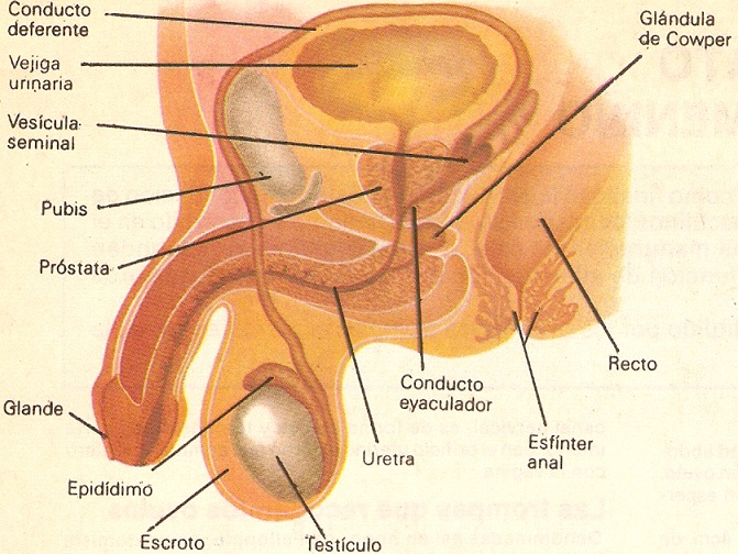 aparato-reproductor-masculino-1