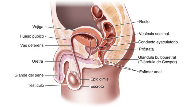 ▷ Imágenes del sistema reproductor masculino