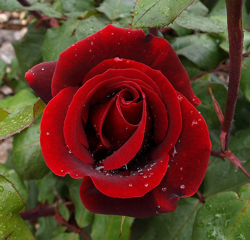 ▷ Imágenes hermosas de rosas