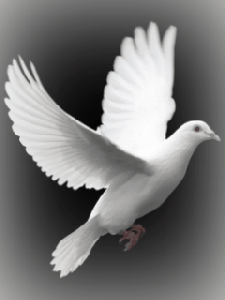 imágenes - lindas - con - movimiento 5