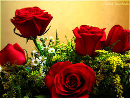 ▷ Imágenes lindas de rosas