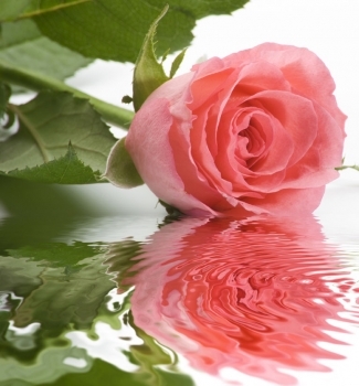 ▷ Imágenes lindas de rosas con agua