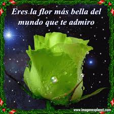 ▷ Imágenes lindas de rosas con frases