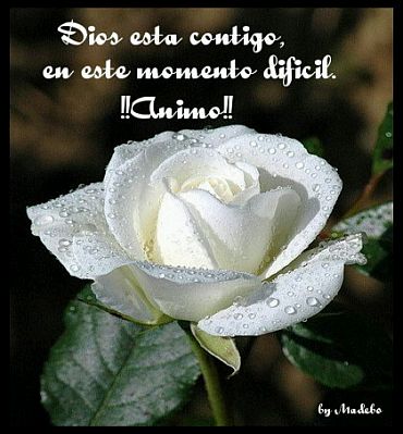 ▷ Imágenes rosas blancas para luto